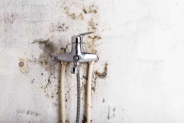 Best Office Mold Removal Services  in Indian Lake, TX