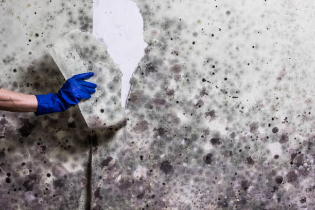 Best Mold Damage Repair  in Indian Lake, TX